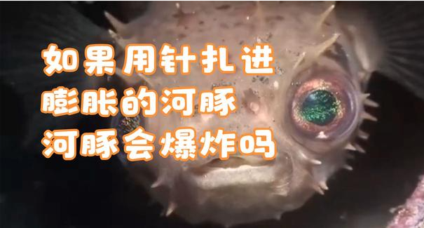 如果用针扎进膨胀的河豚，河豚会爆炸吗？ - 好享台